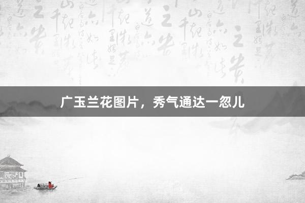 广玉兰花图片，秀气通达一忽儿